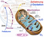 Smovey + Mitochondrien